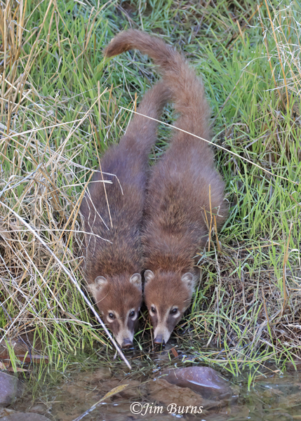 White-nosed Coatis drinking--5616--2