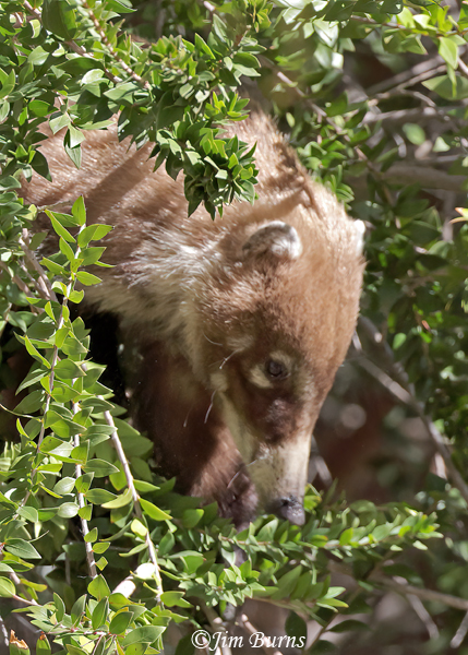 White-nosed Coati adult foraging in Myrtle Tree--5859--2