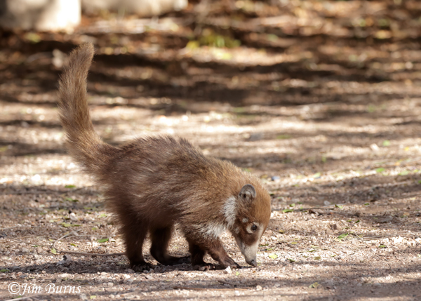 White-nosed Coati kit foraging on the ground--5877--2