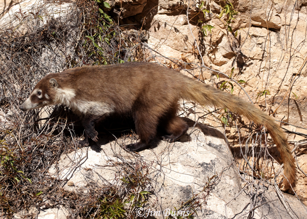 White-nosed Coati moving through brush--5886--2