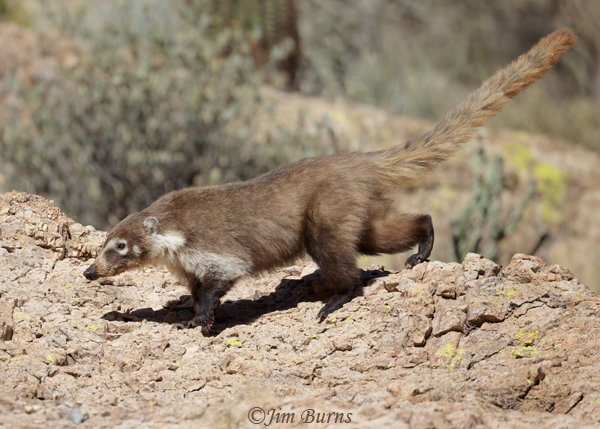 White-nosed Coat adult hurrying over cliff face--5994--2