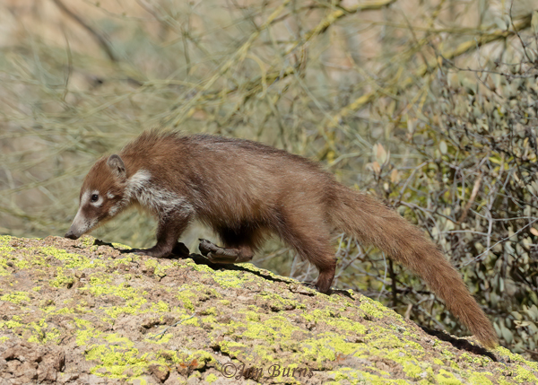 White-nosed Coatis always travel with noses to the ground to follow scents--6017--2
