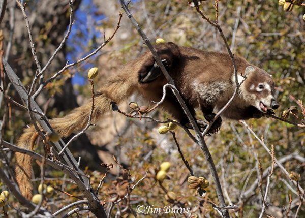 White-nosed Coati foraging in Pecan Tree #2--6123--2