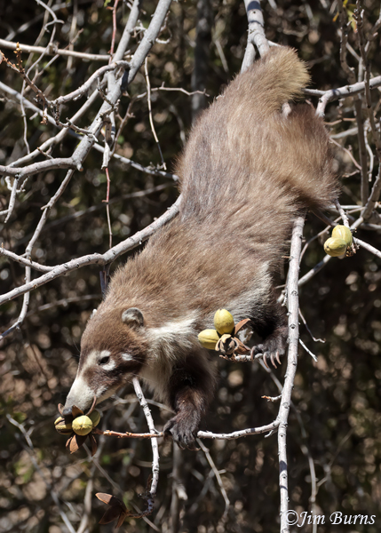 White-nosed Coati foraging in Pecan Tree #4--6194--2