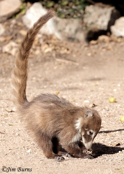 White-nosed Coati kit munching on a pecan pod--6219--2