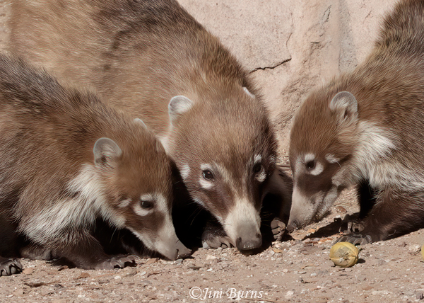 White-nosed Coati family foraging--6259--2