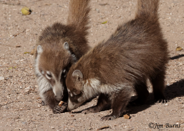 White-nosed Coati kits enjoying a pecan treat--6262--2