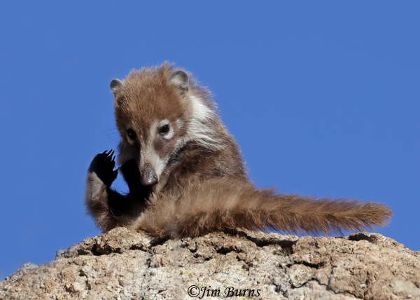 White-nosed Coati kit with an itch--6384--2