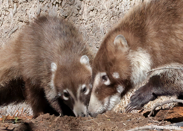 White-nosed Coatis, kit (left) and mother--6551--2
