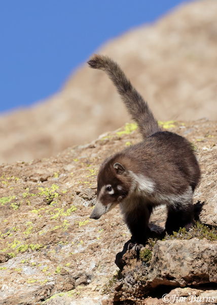 White-nosed Coati surveying from cliff--6608--2
