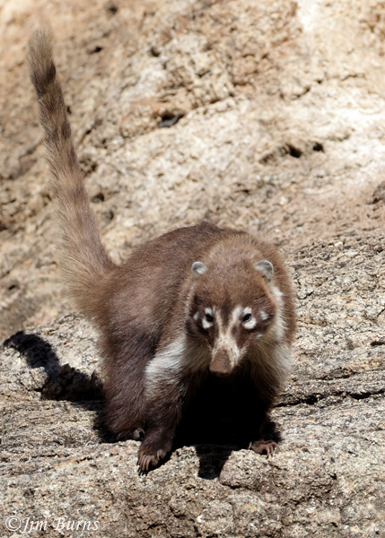 White-nosed Coati surveying from cliff #2--6642--2