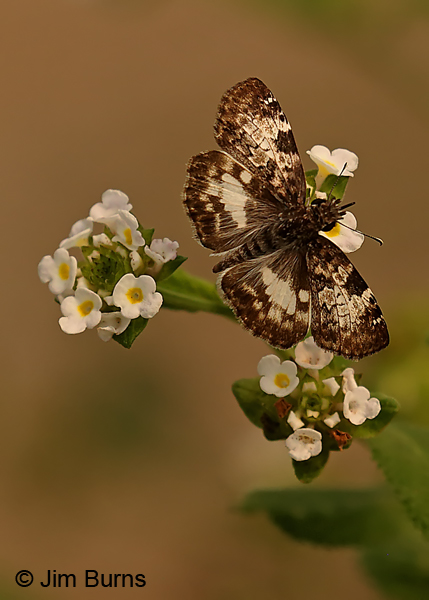 White-patched Skipper female, Texas