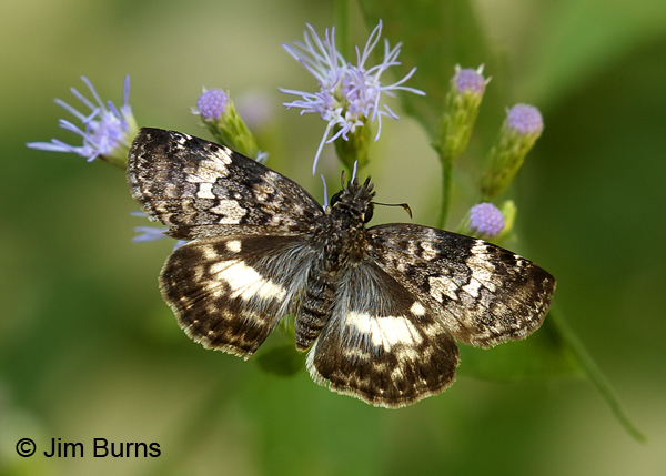 White-patched Skipper on Crucita, Texas