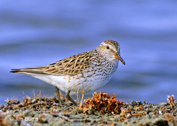 White-rumped Sandpiper breeding