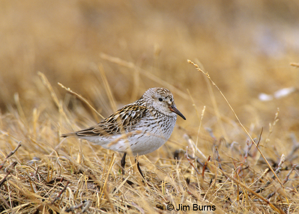 White-rumped Sandpiper on territory