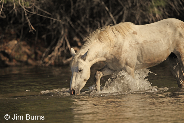 White stallion drinking, Arizona