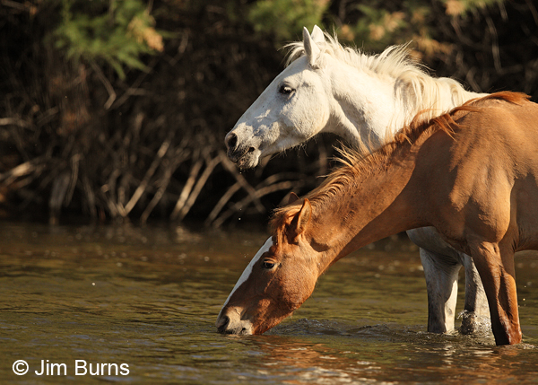 White stallion with yearling, Arizona