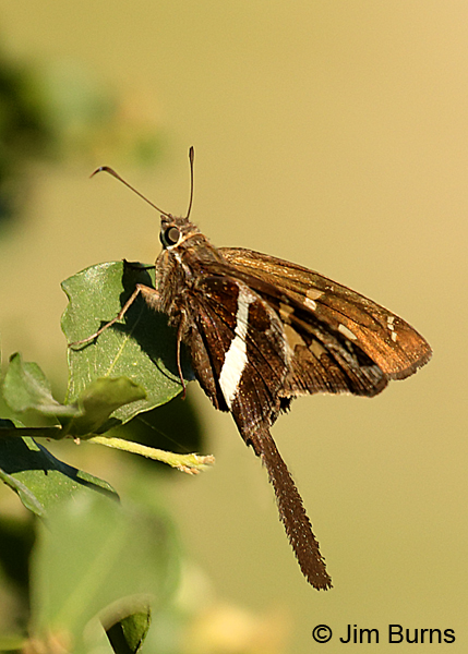 White-striped Longtail, Texas