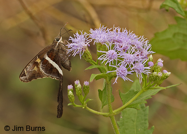 White-striped Longtail on Crucita, Texas