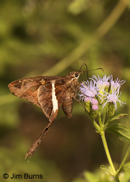 White-striped Longtail #2 on Crucita, Texas