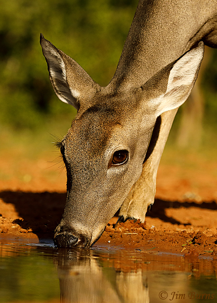White-tailed Deer doe #2 sunset drink--2452