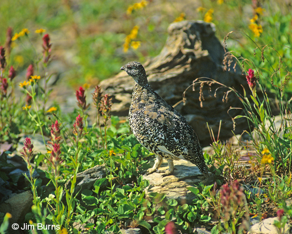 White-tailed Ptarmigan summer