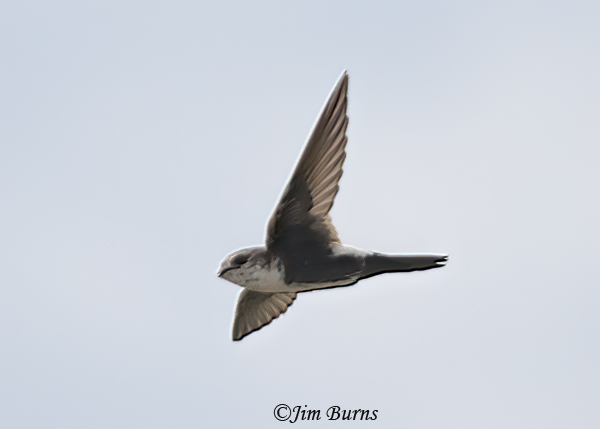White-throated Swift calling--7728