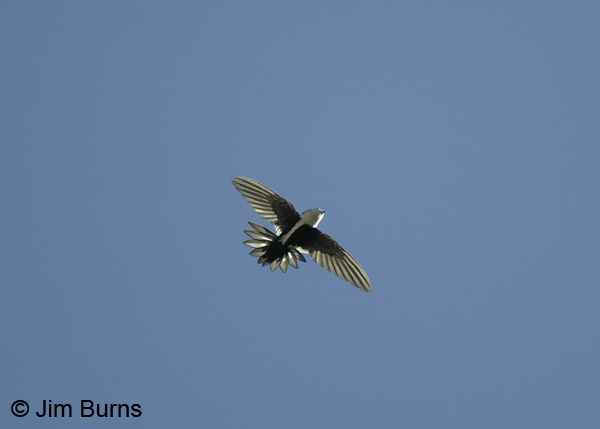 White-throated Swift tail spread