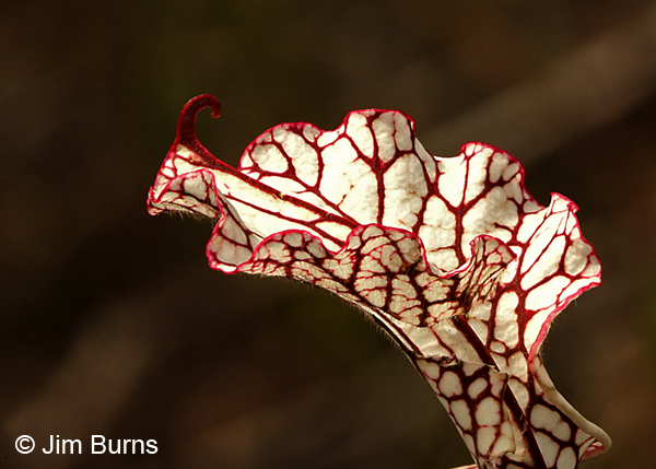 White-tipped Pitcher Plant, Florida
