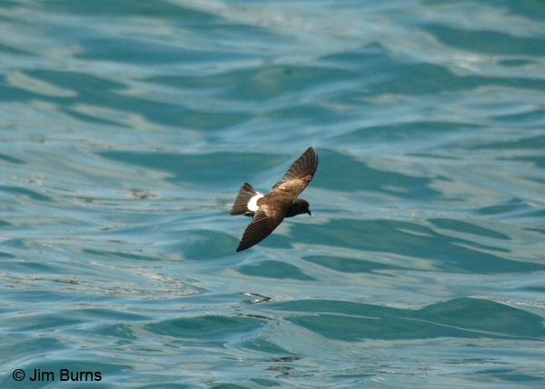White-vented Storm-Petrel