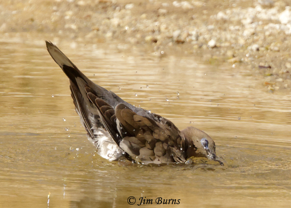 White-winged Dove bathing, nictitating membrane drawn over eyes--7065