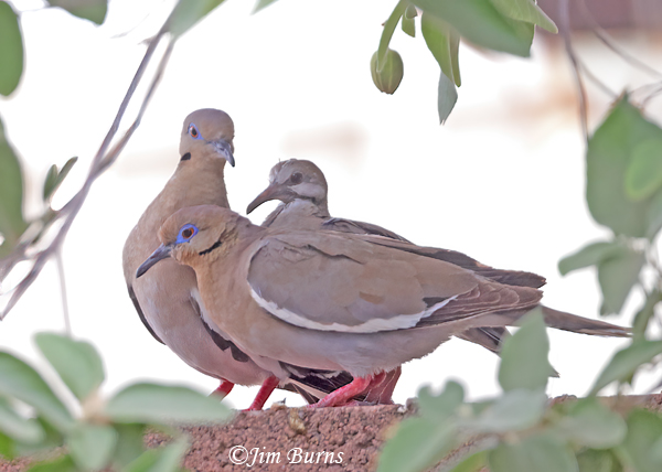 White-winged Dove family, juvenile with white cheek patch--8059