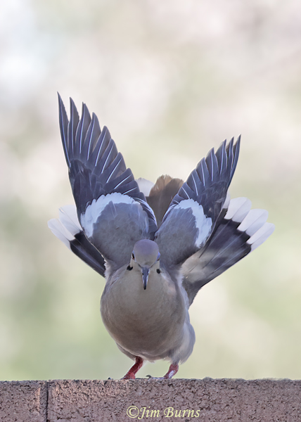 White-winged Dove male display--8539