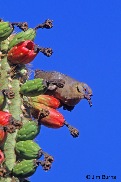 White-winged Dove checking the fruit