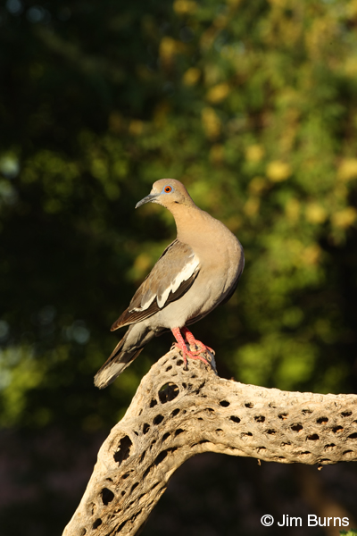 White-winged Dove