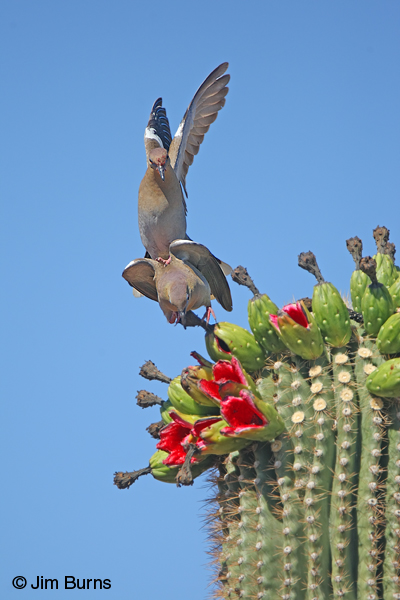 White-winged Doves copulating