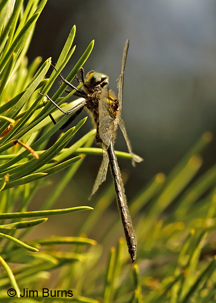 Whitehouse's Emerald male, Beaverhead Co., MT, August 2018--0201