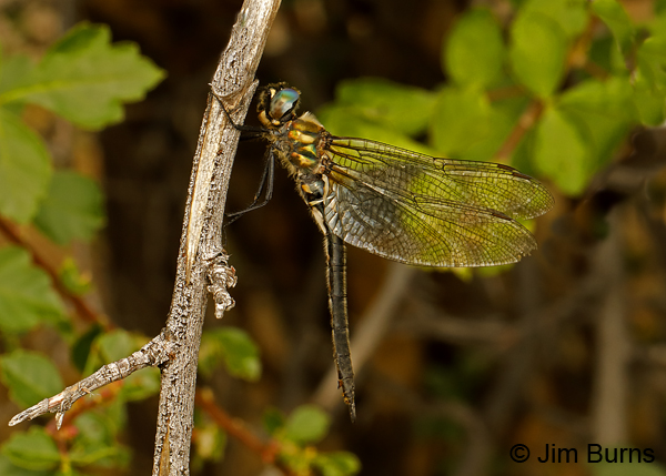 Whitehouse's Emerald female, Beaverhead Co., MT, August 2018--0206