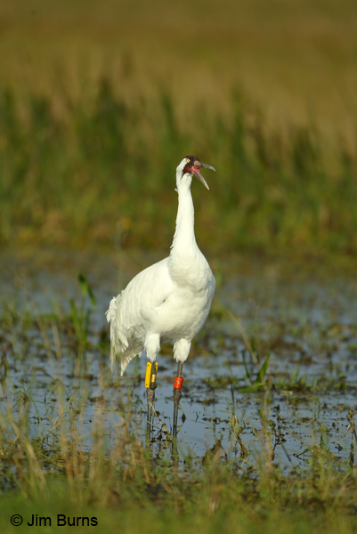 Whooping Crane calling