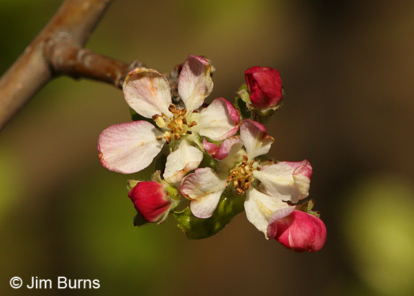 Wild Apple, Arizona