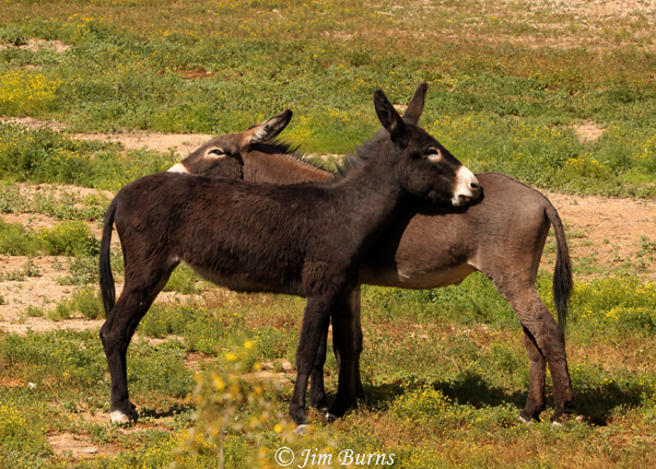 Wild Burros allogrooming--1859