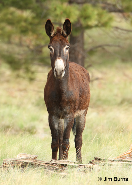 Wild Burro dark phase