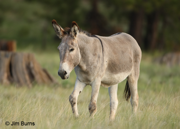 Wild Burro showing zebra stripe