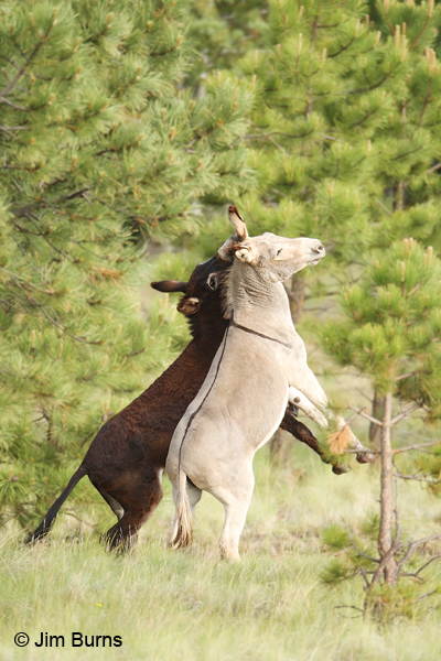 Wild Burro mated pair at play