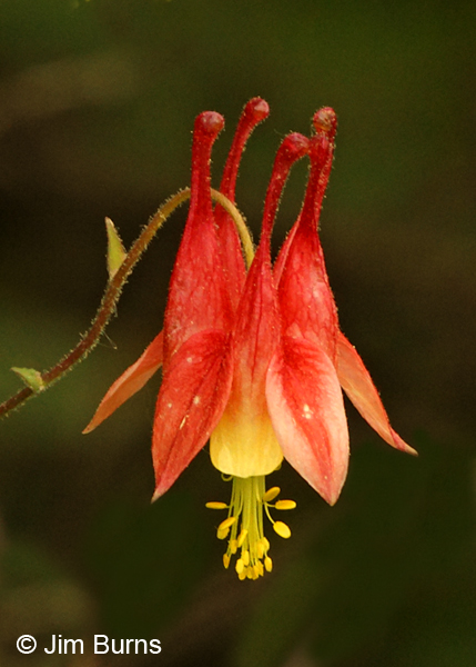 Wild Columbine, Wisconsin