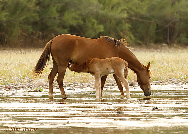 Two Wild Horses drinking, Arizona--2526