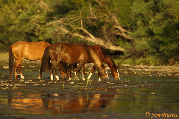 White Stockings, Arizona--3225