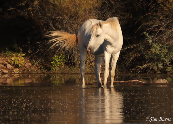 Wild Horse eating Eel Grass in river #2--5742