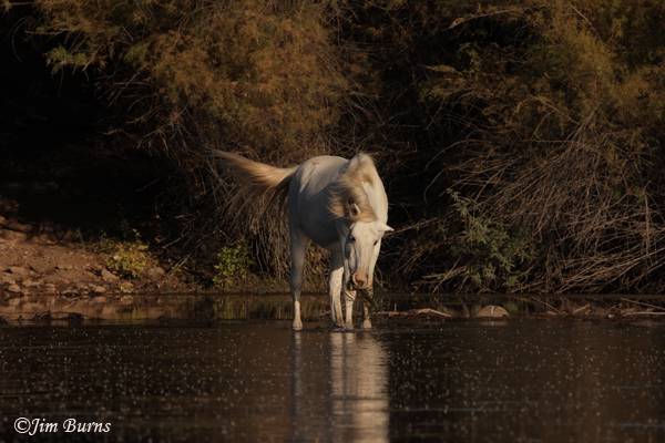 Wild Horse pulling Eel Grass from river--708