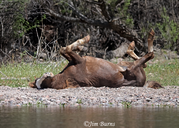 Wild-Horse rolling #2--8242